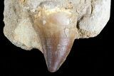 Mosasaur (Prognathodon) Tooth In Rock #74952-1